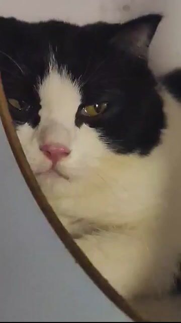 Mèo aln màu. tuxedo. Mua bán Mèo tại Thành phố Thủ Đức Tp Hồ Chí Minh được đăng bởi Nguyễn Nhật Linh hình 1