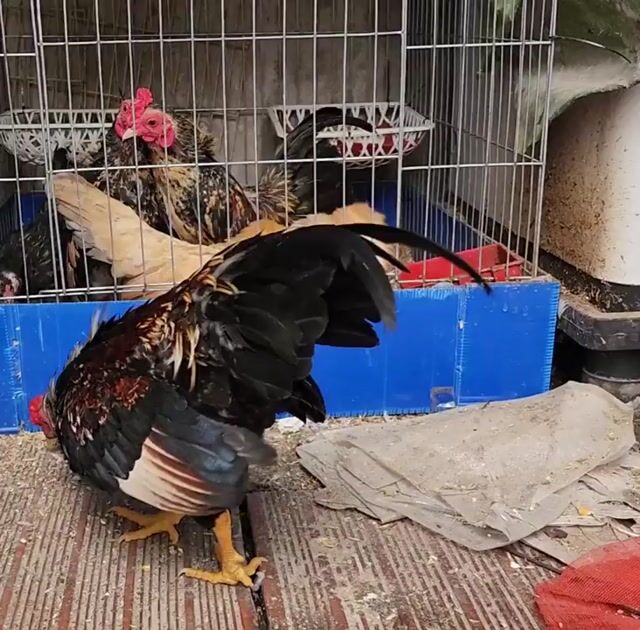 Gà tre trống dưới 1 năm. Mua bán Gà tại Quận Ba Đình Hà Nội được đăng bởi Pigeon hình 1