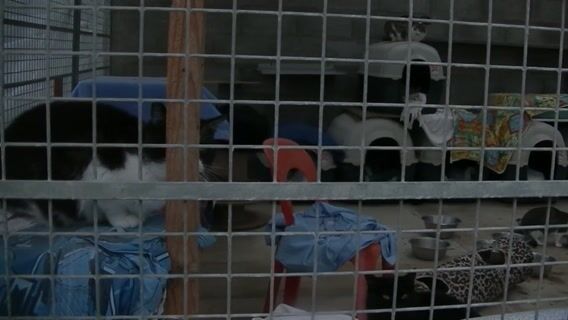 Ils ont besoin de toit, n'SPA ?