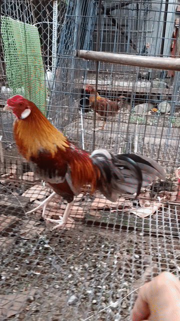 Gà Cuban hath Xám 1.6kg. Mua bán Gà tại Huyện Thống Nhất Đồng Nai được đăng bởi pham dang khoa hình 1