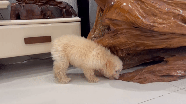 Chó Poodle đực thuần chủng, lông dày. Mua bán Chó tại Quận Ngũ Hành Sơn Đà Nẵng được đăng bởi Chị Thủy hình 1