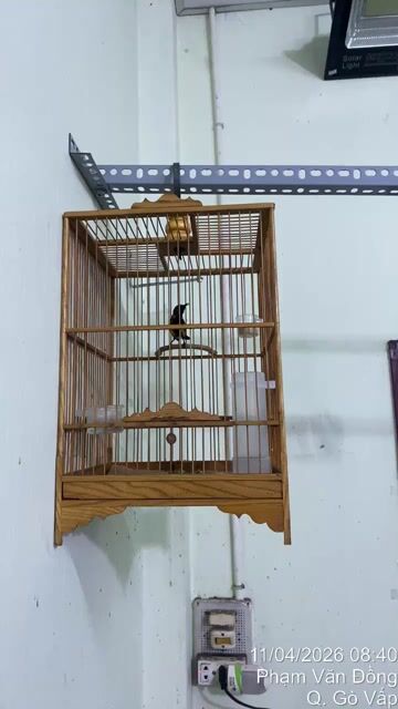 Chim Hút mật họng đen (chim +lồng) 600k. Mua bán Chim tại Quận Tân Bình Tp Hồ Chí Minh được đăng bởi Phung Thanh Tung hình 1