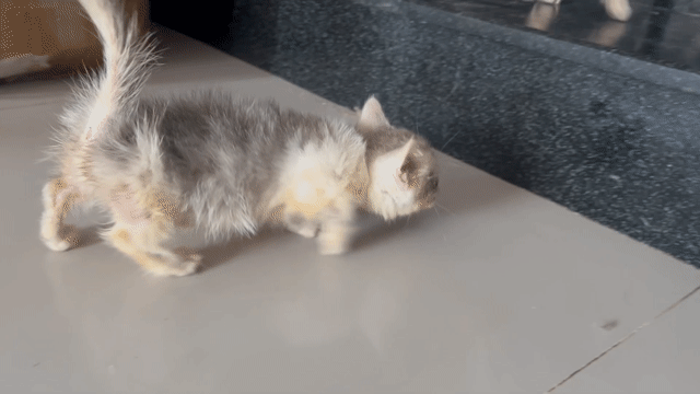 Mèo munchkin Silver đực 2 tháng. Mua bán Mèo tại Huyện Hóc Môn Tp Hồ Chí Minh được đăng bởi Thảo hình 1