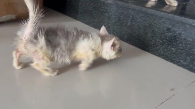 Mèo munchkin Silver đực 2 tháng. Mua bán Mèo tại Huyện Hóc Môn Tp Hồ Chí Minh được đăng bởi Thảo hình 1