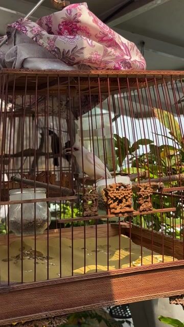 Chim cảnh Trắng Đực. Mua bán Chim tại Quận Phú Nhuận Tp Hồ Chí Minh được đăng bởi Quang Vo hình 1