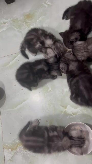 Mèo Anh lông ngắn Xám. Mua bán Mèo tại Thành phố Phủ Lý Hà Nam được đăng bởi dung nguyenthi hình 1
