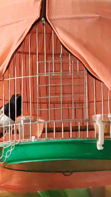Chim cảnh Hót lai rai. Mua bán Chim tại Thành phố Biên Hòa Đồng Nai được đăng bởi Nam Nhung Diep Ly hình 1
