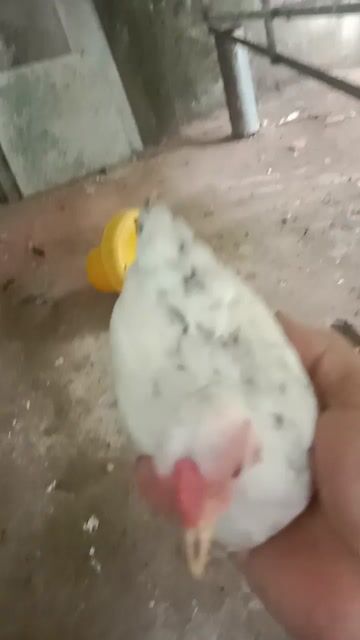 Gà trống Trắng đốm đen 4 tháng. Mua bán Gà tại Huyện Châu Thành Tiền Giang được đăng bởi Hauboyro hình 1