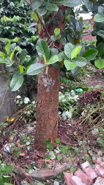 Mít ta quả sai, ngọt 50 năm. Mua bán Cây cảnh, đồ trang trí tại Huyện Gia Lâm Hà Nội được đăng bởi nam hình 1