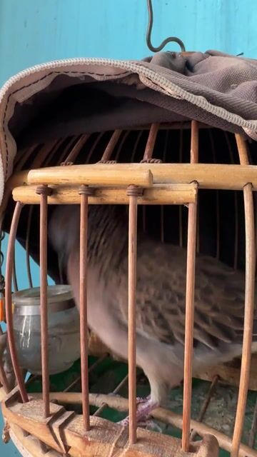 Chim cu Nâu xám. Mua bán Chim tại Thành phố Biên Hòa Đồng Nai được đăng bởi Minh hình 1