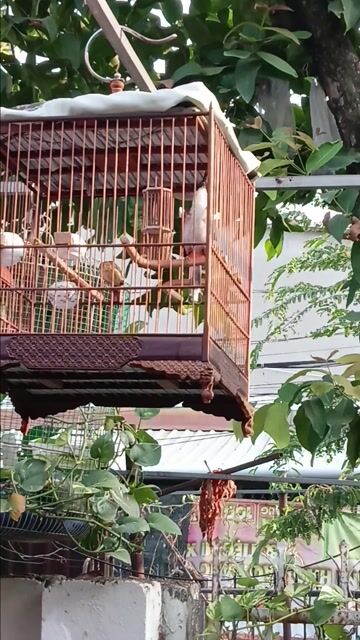 Chim chào mào 4 mùa giao lưu chim bạch. Mua bán Chim tại Thành phố Thủ Đức Tp Hồ Chí Minh được đăng bởi Haonguyen hình 1