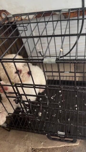 Chó Trắng. Mua bán Chó tại Huyện Hoài Đức Hà Nội được đăng bởi Tên chưa cung cấp hình 1