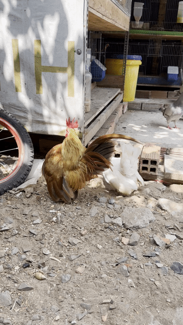 Gà Serama Đa sắc 3 lứa. Mua bán Gà tại Huyện Bình Chánh Tp Hồ Chí Minh được đăng bởi Tuấn hình 1