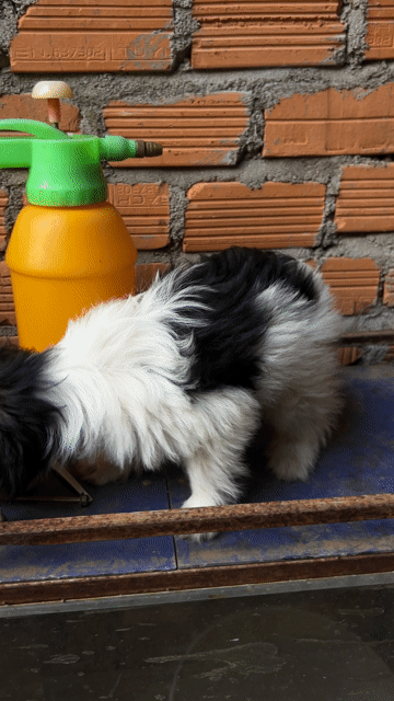 Chó Poodle lai Nhật chân lùn 3 tháng. Mua bán Chó tại Thành phố Buôn Ma Thuột Đắk Lắk được đăng bởi Gia Bảo hình 1