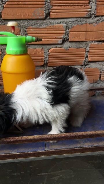 Chó Poodle lai Nhật chân lùn 3 tháng. Mua bán Chó tại Thành phố Buôn Ma Thuột Đắk Lắk được đăng bởi Gia Bảo hình 1