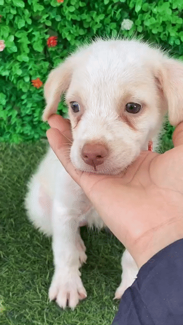 NHẬT LAI LANH LỢI MŨI HỒNG CÓ MÓNG ĐEO. Mua bán Chó tại Huyện Hóc Môn Tp Hồ Chí Minh được đăng bởi Cún xinh nhà TaDa hình 1
