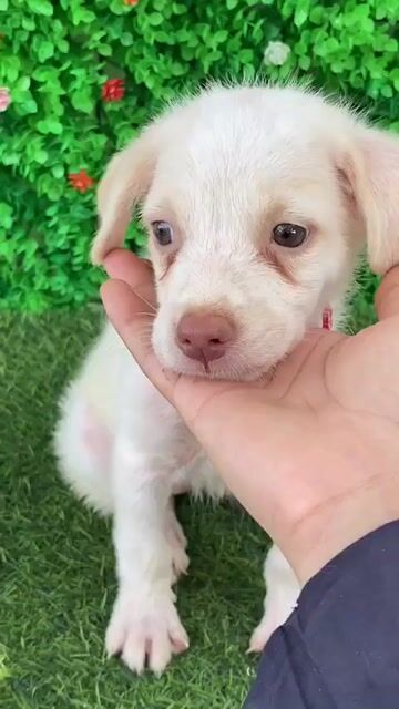 NHẬT LAI LANH LỢI MŨI HỒNG CÓ MÓNG ĐEO. Mua bán Chó tại Huyện Hóc Môn Tp Hồ Chí Minh được đăng bởi Cún xinh nhà TaDa hình 1