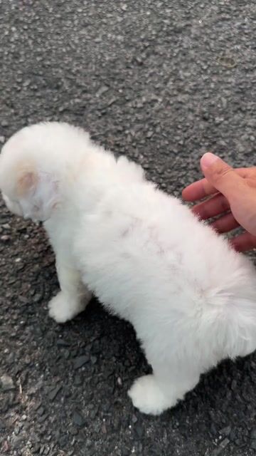 Chó Poodle trắng, chó poodle nâu nhà sinh sản. Mua bán Chó tại Quận 8 Tp Hồ Chí Minh được đăng bởi Bảo DS hình 1