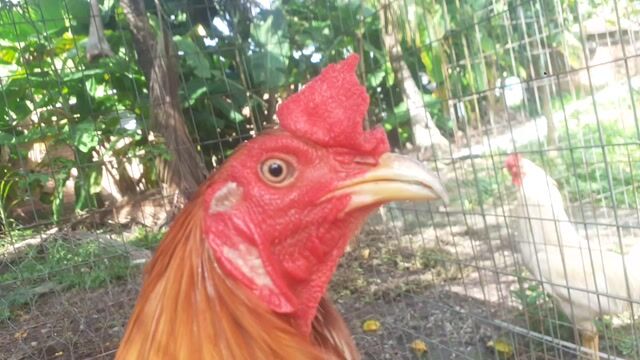 Gà trống Siêu Mỹ Nâu đỏ. Mua bán Gà tại Huyện Gò Quao Kiên Giang được đăng bởi trại gà lai, lò cựa út mân kiên giang ship toàn quốc  hình 1