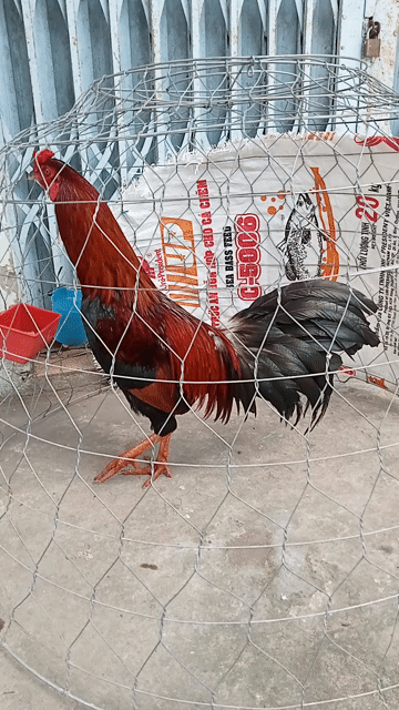 Gà chọi Điều xanh trống 2.7kg. Mua bán Gà tại Thành phố Sóc Trăng Sóc Trăng được đăng bởi Gà cỏ hình 1