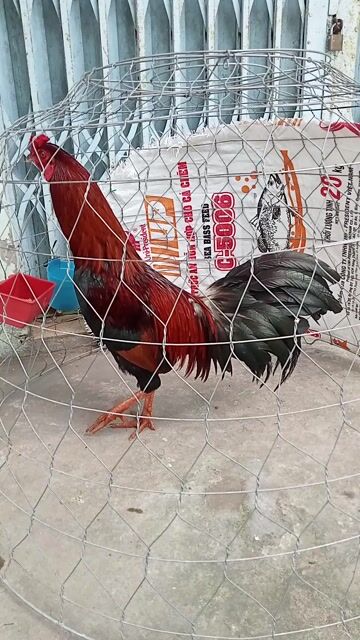 Gà chọi Điều xanh trống 2.7kg. Mua bán Gà tại Thành phố Sóc Trăng Sóc Trăng được đăng bởi Gà cỏ hình 1