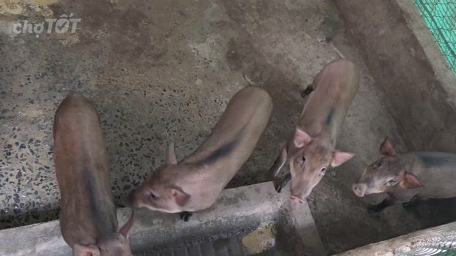 Bán heo rừng lai 20kg. Mua bán Thú cưng khác tại Huyện Chợ Gạo Tiền Giang được đăng bởi Lợi hình 1