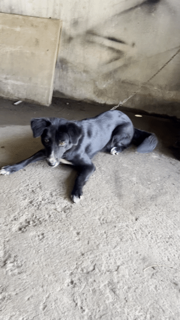 Chó Border Collie cái. Mua bán Chó tại Huyện Trảng Bom Đồng Nai được đăng bởi khải hình 1