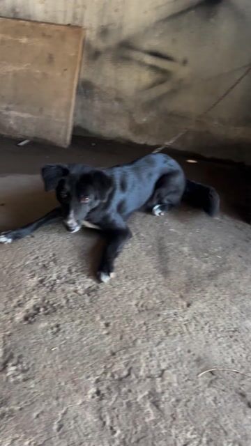 Chó Border Collie cái. Mua bán Chó tại Huyện Trảng Bom Đồng Nai được đăng bởi khải hình 1