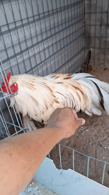 Gà chọi 2.7kg Trắng Đực. Mua bán Gà tại Huyện Củ Chi Tp Hồ Chí Minh được đăng bởi Quí gà hình 1