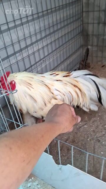 Gà chọi 2.7kg Trắng Đực. Mua bán Gà tại Huyện Củ Chi Tp Hồ Chí Minh được đăng bởi Quí gà hình 1