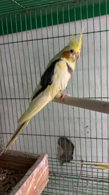 Chim Cockatiel Vàng trắng xám sinh sản tốt. Mua bán Chim tại Thành phố Thủ Đức Tp Hồ Chí Minh được đăng bởi Huy hình 1