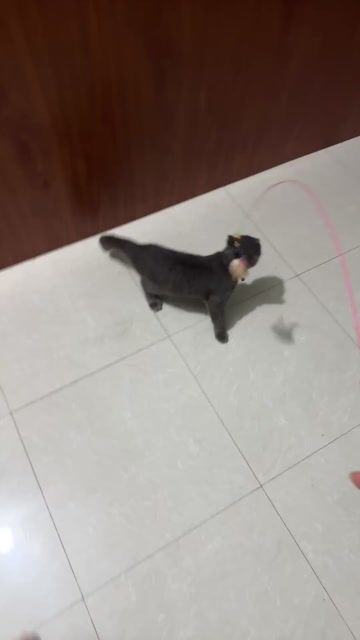 Mèo tai cụp xám 5 tháng đã chích ngừa. Mua bán Mèo tại Huyện Bàu Bàng Bình Dương được đăng bởi Đỗ Anh Khoa hình 1