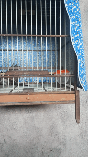 Chim chào mào má trắng bẫy đấu. Mua bán Chim tại Huyện Thường Tín Hà Nội được đăng bởi Do tran hình 1