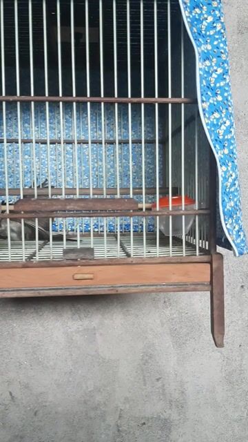 Chim chào mào má trắng bẫy đấu. Mua bán Chim tại Huyện Thường Tín Hà Nội được đăng bởi Do tran hình 1