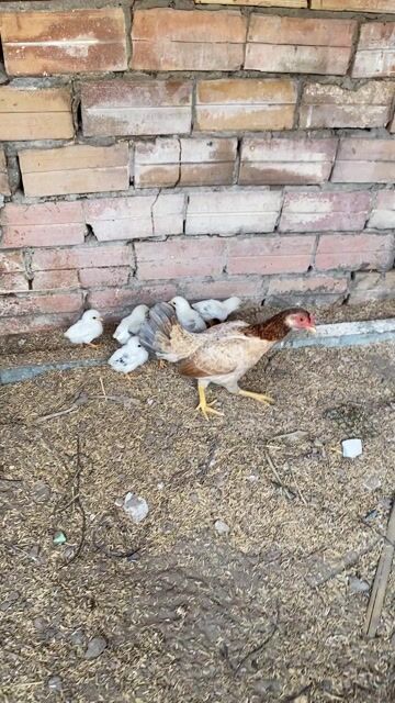 Gà tre bắc. Mua bán Gà tại Huyện Gò Dầu Tây Ninh được đăng bởi Phu Nguyen hình 1