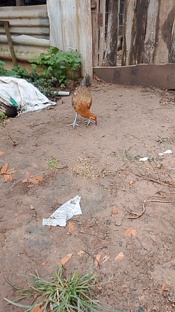 Gà Peru Mỹ 3 tháng rưỡi. Mua bán Gà tại Huyện Cái Bè Tiền Giang được đăng bởi Duy peru Mỹ  hình 1