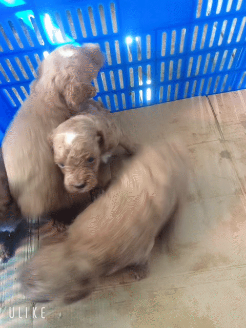 Chó Poodle Tiny 1 tháng màu Nâu. Mua bán Chó tại Huyện Mỹ Tú Sóc Trăng được đăng bởi Thu Thuý Nguyễn Thị hình 1