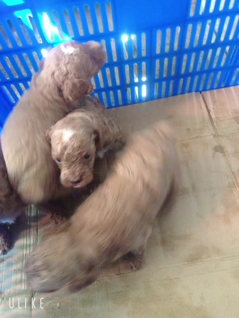 Chó Poodle Tiny 1 tháng màu Nâu. Mua bán Chó tại Huyện Mỹ Tú Sóc Trăng được đăng bởi Thu Thuý Nguyễn Thị hình 1