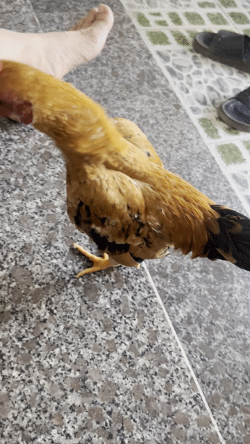 Gà tre bắc. Mua bán Gà tại Thị xã Tân Uyên Bình Dương được đăng bởi Nguyễn văn Linh hình 1