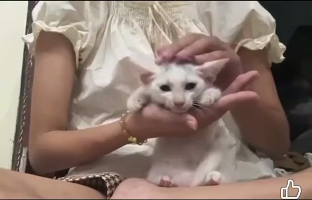Mèo Cái Trắng Gần 3 tháng. Mua bán Mèo tại Quận Thanh Xuân Hà Nội được đăng bởi Hau Luu hình 1