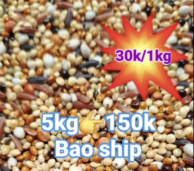 Lúa tiêu, lúa Nhật, ngũ cốc các loại. Mua bán Phụ kiện, Thức ăn, Dịch vụ tại Quận 3 Tp Hồ Chí Minh được đăng bởi kha hình 1