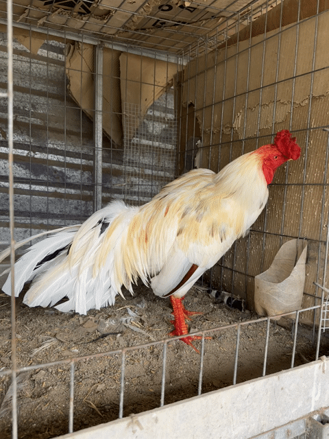 Bướm 3,1kg. Mua bán Gà tại Huyện Châu Thành Tiền Giang được đăng bởi Võ Tấn Phúc hình 1