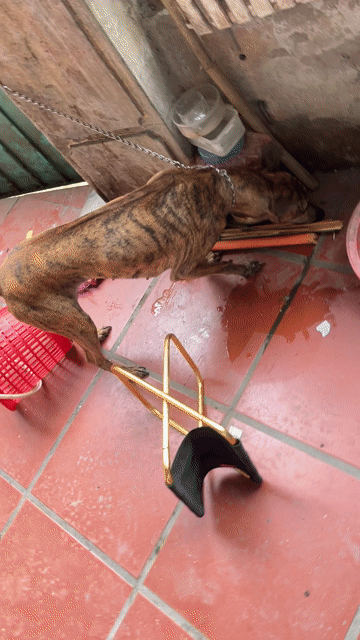 Chó cái hơn 2 tuổi vằn vện. Mua bán Chó tại Quận Hoàng Mai Hà Nội được đăng bởi đk hình 1