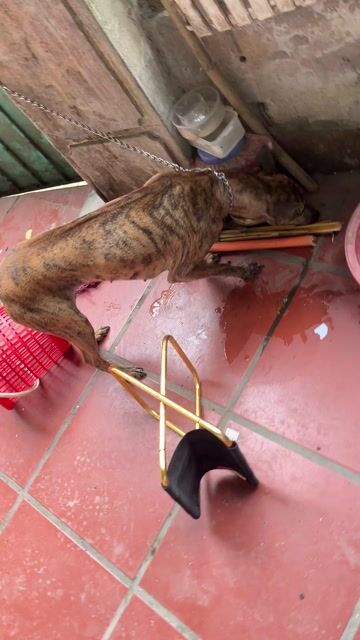 Chó cái hơn 2 tuổi vằn vện. Mua bán Chó tại Quận Hoàng Mai Hà Nội được đăng bởi đk hình 1