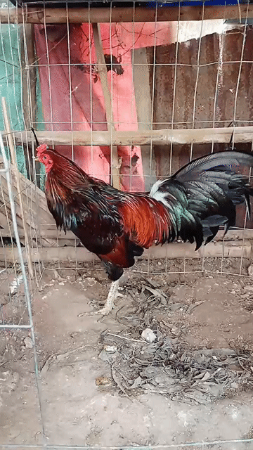 Gà xanh  2.8kg full lông hình chơi liền . Mua bán Gà tại Huyện Châu Thành Hậu Giang được đăng bởi Vĩnh gà lai Hậu Giang  hình 1