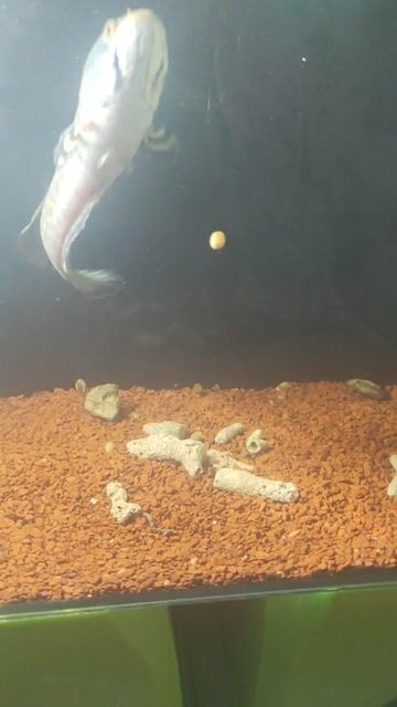 Cá lóc pháo hoa Đốm vàng 15-16 cm. Mua bán Thú cưng khác tại Thành phố Rạch Giá Kiên Giang được đăng bởi Gia Tiến hình 1