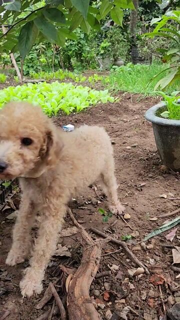 Chó Poodle nâu 5kg lông xoăn. Mua bán Chó tại Quận Hoàng Mai Hà Nội được đăng bởi SB 94 hình 1