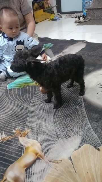 Chó Poodle Đen. Mua bán Chó tại Quận Lê Chân Hải Phòng được đăng bởi qwe asd hình 1