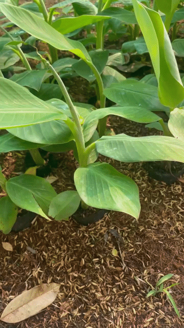 Cây giống Chuối già Nam Mỹ. Mua bán Đồ chuyên dụng, Giống nuôi trồng tại Thành phố Trà Vinh Trà Vinh được đăng bởi men tran van hình 1