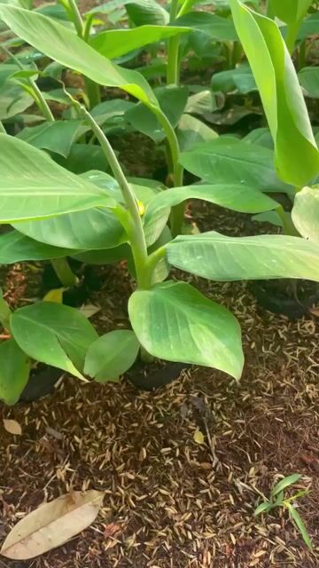 Cây giống Chuối già Nam Mỹ. Mua bán Đồ chuyên dụng, Giống nuôi trồng tại Thành phố Trà Vinh Trà Vinh được đăng bởi men tran van hình 1